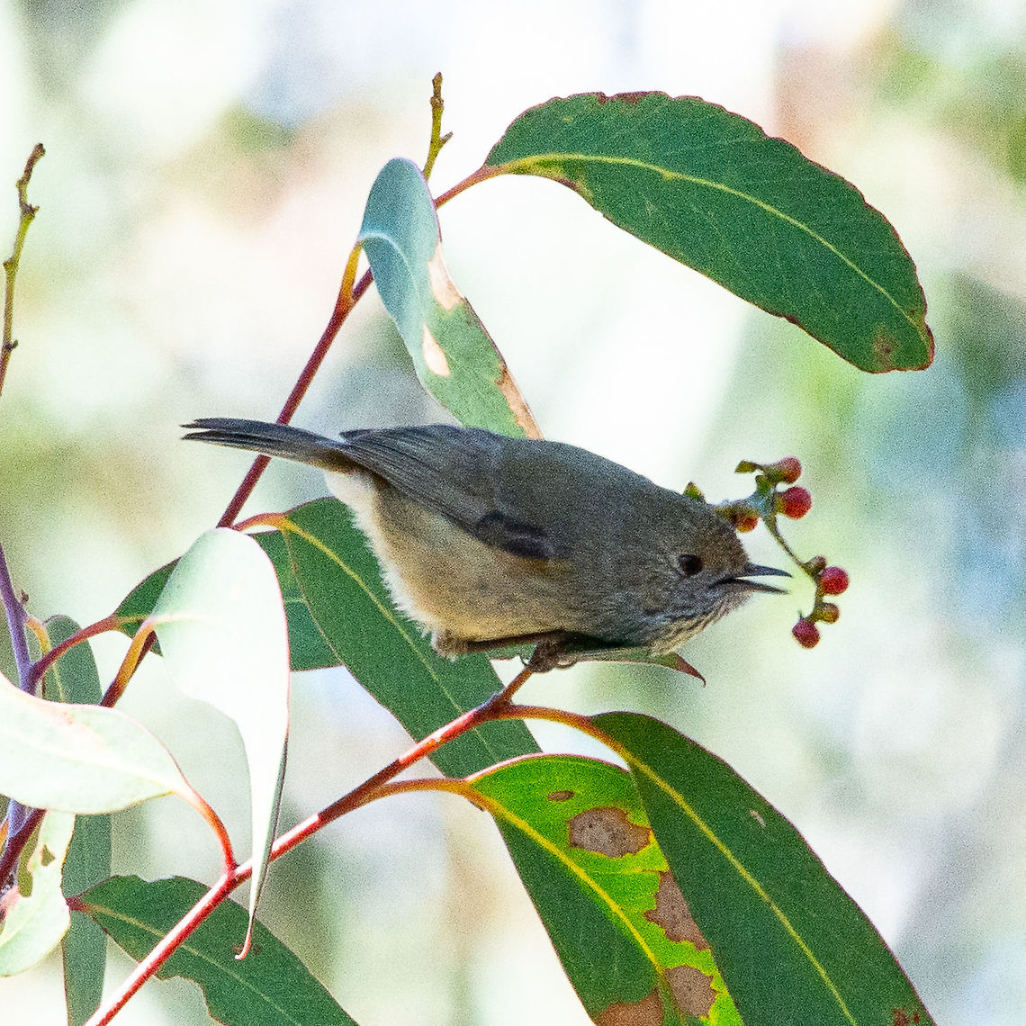Inland Thornbill - Acanthiza apicalis  Acanthiza apicalis,Australia,Fall,Geotagged,Inland thornbill