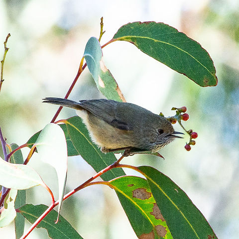 Inland Thornbill - Acanthiza apicalis  Acanthiza apicalis,Australia,Fall,Geotagged,Inland thornbill