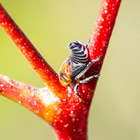 Gum Leafhopper Nymph - Eurymeloides punctata  Australia,Eurymeloides punctata,Fall,Geotagged,Mottled-head Gumtree Hopper