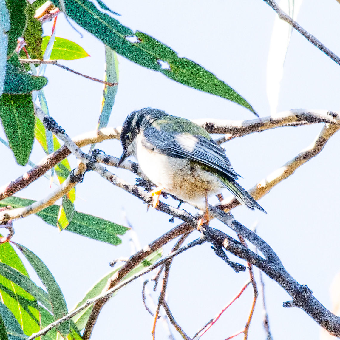 Brown-headed Honeyeater Melithreptus brevirostris <a href="https://ebird.org/species/brhhon1" rel="nofollow">https://ebird.org/species/brhhon1</a><br />
<br />
White markings on body are sunlight Australia,Brown-headed honeyeater,Fall,Geotagged,Melithreptus brevirostris