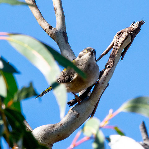 Brown-headed Honeyeater - Melithreptus brevirostris  Australia,Brown-headed honeyeater,Fall,Geotagged,Melithreptus brevirostris