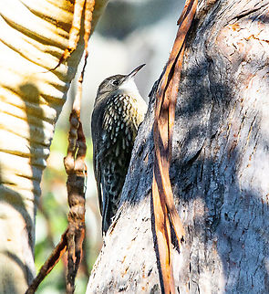 White-throated Treecreeper It is the third example but I like the shot. Australia,Cormobates leucophaea,Fall,Geotagged,White-throated treecreeper