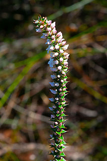 Epacris Microphylla - Coral Heath  Australia,Coral Heath,Epacris microphylla,Fall,Geotagged