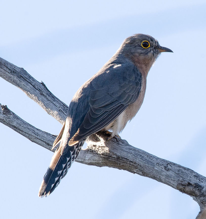 Fan Tailed Cuckoo More detailed shot. Australia,Cacomantis flabelliformis,Cacomantis pallidus,Fall,Fan-tailed cuckoo,Geotagged,Pallid cuckoo