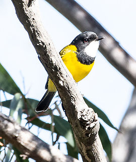 Golden Whistler - Pachycephala pectoralis Australia,Australian golden whistler,Fall,Geotagged,Pachycephala pectoralis