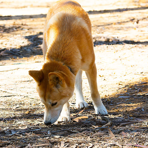 Alpine Dingo This is a 'domesticated' alpine dingo.
Alpine dingoes are found in high elevation areas of the Australian Alps, and grow a second thicker coat during late autumn for warmth which usually sheds by mid to late spring. Most dingoes have white markings on the chest, feet, and the tip of the tail; some have a blackish muzzle.

http://www.walkaboutpark.com.au/mammals/dingo Australia,Australian dingo,Canis lupus dingo,Canis lupus dingo var.,Fall,Geotagged,New Guinea Singing Dog