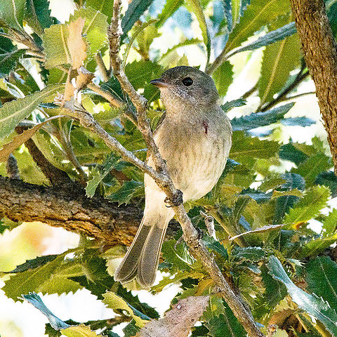 Pretty Passerine - Rufous Whistler Female Sitting in a Banksia Serrata
https://commons.wikimedia.org/wiki/File:Female_Rufous_Whistler.jpg Australia,Fall,Geotagged,Pachycephala rufiventris,Rufous whistler