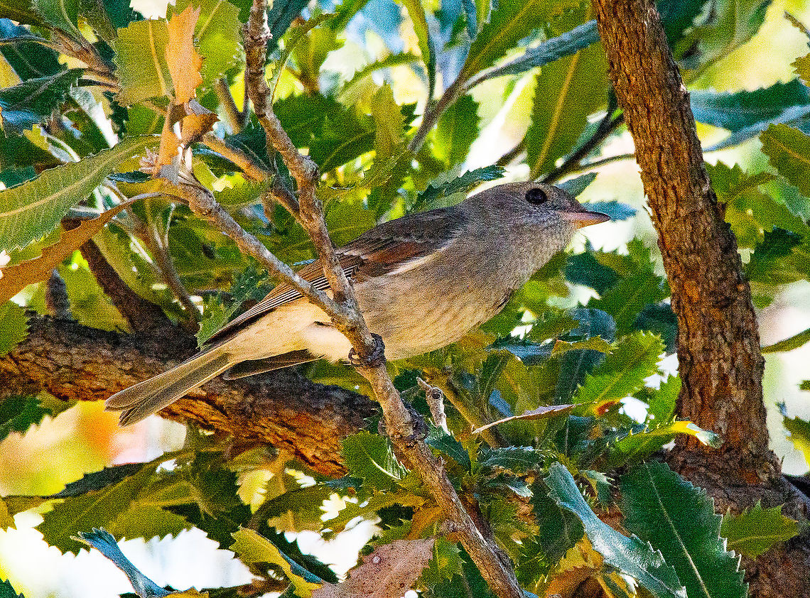 Pretty Passerine 2 - Rufous Whistler Female <a href="https://commons.wikimedia.org/wiki/File:Female_Rufous_Whistler.jpg" rel="nofollow">https://commons.wikimedia.org/wiki/File:Female_Rufous_Whistler.jpg</a> Australia,Fall,Geotagged,Pachycephala rufiventris,Rufous whistler