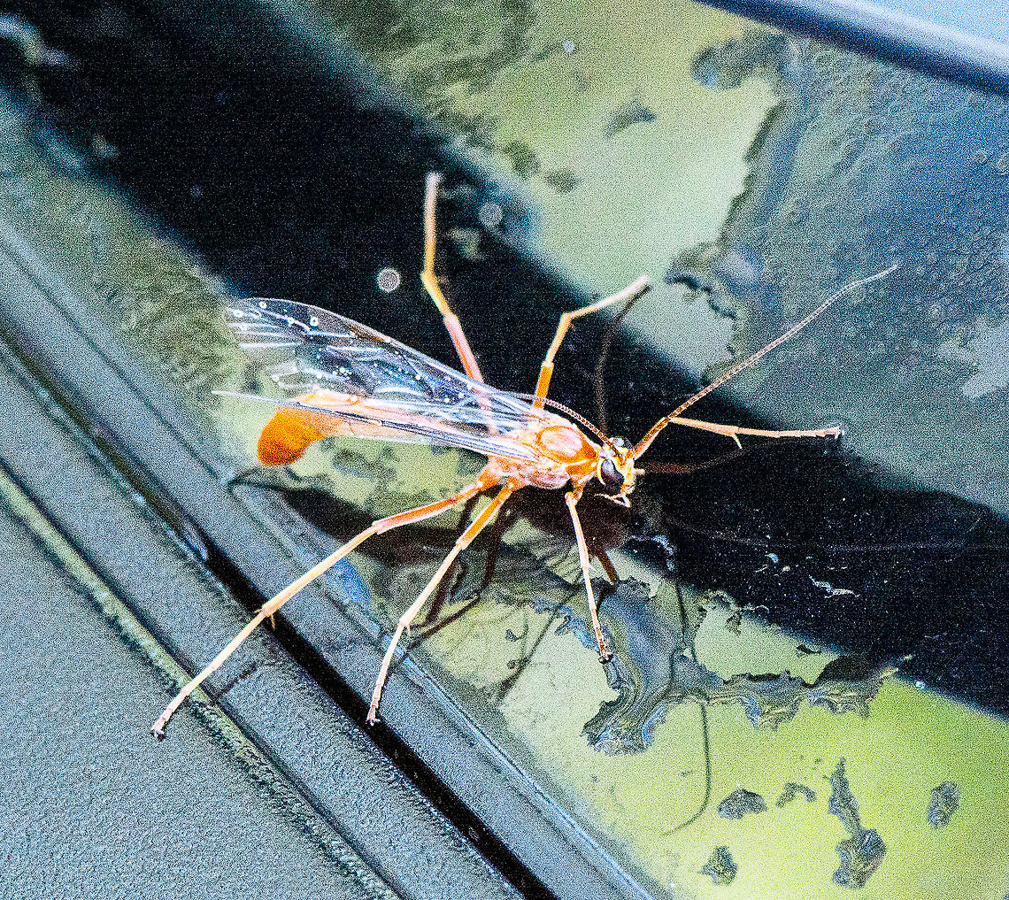 Caught in the Carwash - Enicospilus coarctatus - Ophionine Wasp  Australia,Enicospilus coarctatus,Fall,Geotagged,Ichneumon Wasp