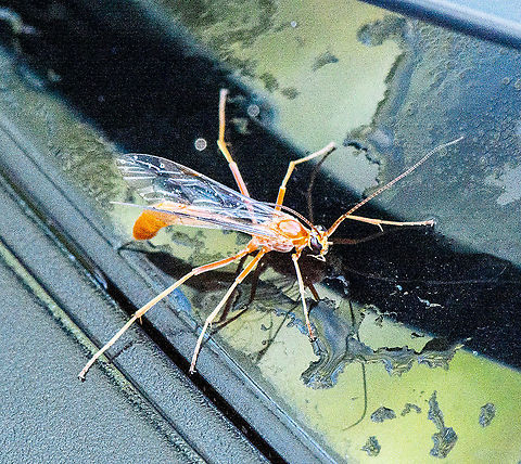 Caught in the Carwash - Enicospilus coarctatus - Ophionine Wasp  Australia,Enicospilus coarctatus,Fall,Geotagged,Ichneumon Wasp