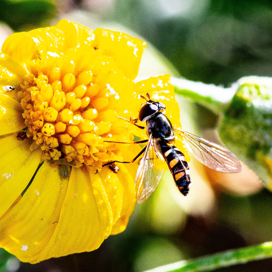Common Halfband Hoverfly  Australia,Common Halfband,Fall,Geotagged,Melangyna viridiceps