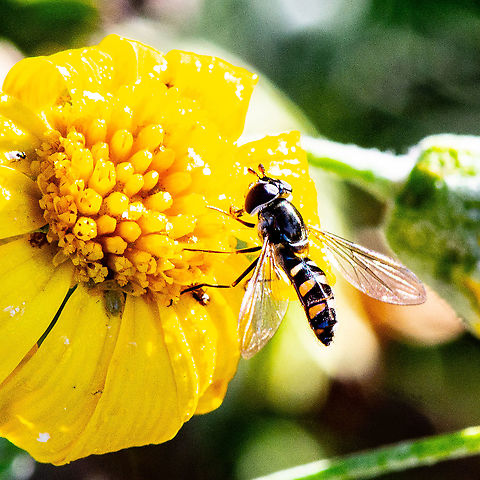 Common Halfband Hoverfly  Australia,Common Halfband,Fall,Geotagged,Melangyna viridiceps
