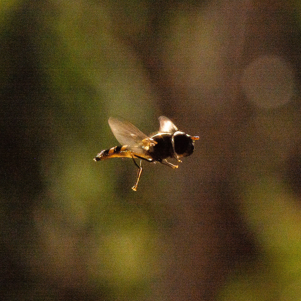 Common Halfband Hoverfly in Flight  Australia,Common Halfband,Fall,Geotagged,Melangyna viridiceps