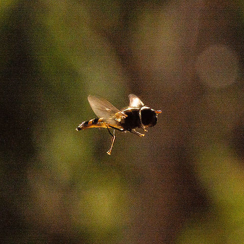 Common Halfband Hoverfly in Flight  Australia,Common Halfband,Fall,Geotagged,Melangyna viridiceps