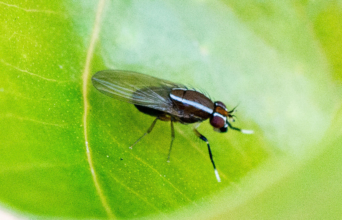 Blue Striped Fly - Poecilohetaerus aquilus <a href="https://bie.ala.org.au/species/urn:lsid:biodiversity.org.au:afd.taxon:577dd468-ff1e-40d5-a36e-a0f894b2a62a" rel="nofollow">https://bie.ala.org.au/species/urn:lsid:biodiversity.org.au:afd.taxon:577dd468-ff1e-40d5-a36e-a0f894b2a62a</a> Australia,Fall,Geotagged,Poecilohetaerus aquilus