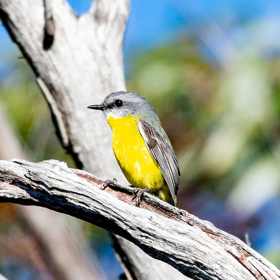 Eastern Yellow Robin - Eopsaltria australis  Australia,Eastern Yellow Robin,Eopsaltria australis,Fall,Geotagged
