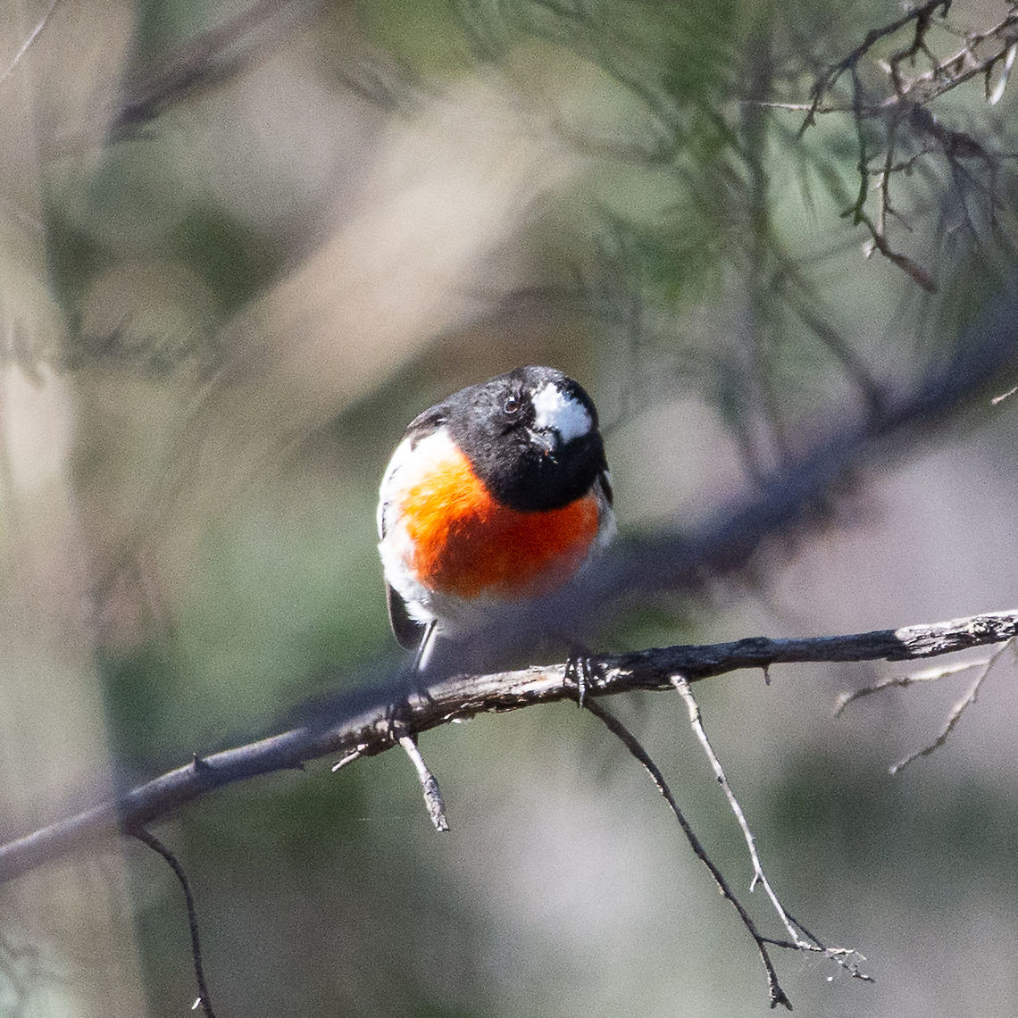 Scarlet Robin - Petroica boodang  Australia,Fall,Geotagged,Petroica boodang,Scarlet Robin