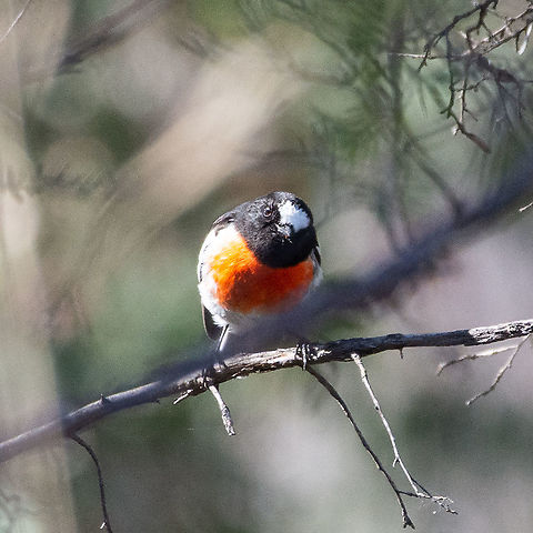 Scarlet Robin - Petroica boodang  Australia,Fall,Geotagged,Petroica boodang,Scarlet Robin