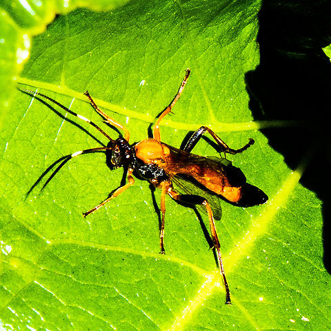 Black-tipped Orange Ichneumon Wasp