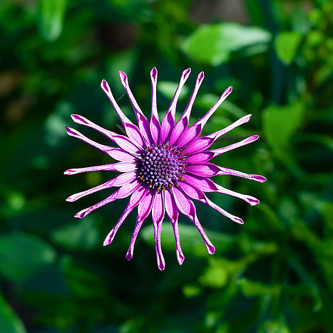 Osteospermum 'Whirligig - Trailing African daisy cultivar  Australia,Blue-and-white Daisybush,Dimorphotheca ecklonis,Geotagged,Osteospermum fruticosum,Trailing African daisy,Winter