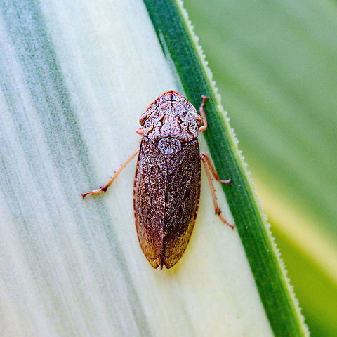 Flat-head Leafhopper - Stenocotis depressa - Female The females are pale brown in colour with dark brown patterns. Those patterns on each individuals are different. They rest on large smooth bark gum tree trunks with either face upwards of face downwards. I found this one under the leaf of a pot plant. Males are smaller and darker towards black. Australia,Fall,Flathead Leafhopper,Geotagged,Stenocotis depressa