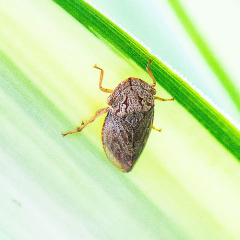 Flat-head Leafhopper - Stenocotis depressa ? - Female  Australia,Fall,Flathead Leafhopper,Geotagged,Stenocotis depressa