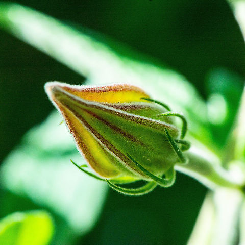 Bloomin' Potential - Hibiscus geranioides - Geranium Leaf Hibiscus  Australia,Fall,Geotagged,Hibiscus diversifolius,Hibiscus geranioides,Hibiscus tiliaceus,Swamp hibiscus