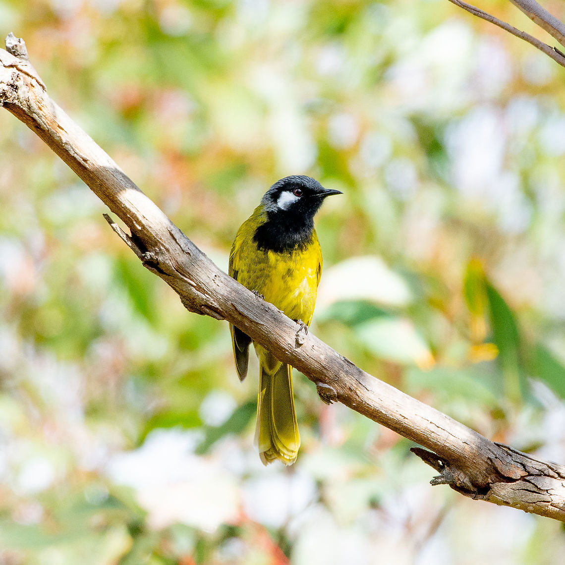 White-eared Honeyeater - Lichenostomus leucotis The White-eared Honey-eater is fairly solitary and records are usually of only one or two birds. It feeds less on nectar than most other honey-eaters, more often foraging for insects among leaves and bark of eucalypts. It has a loud and distinctive call that often attracts attention.<br />
<br />
<a href="http://canberrabirds.org.au/our-birds/canberra-garden-birds/honeyeaters/white-eared-honeyeater/" rel="nofollow">http://canberrabirds.org.au/our-birds/canberra-garden-birds/honeyeaters/white-eared-honeyeater/</a> Australia,Fall,Geotagged,Nesoptilotis leucotis,White-eared honeyeater