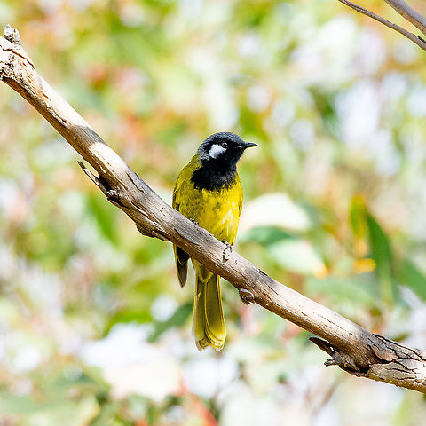 White-eared Honeyeater - Lichenostomus leucotis The White-eared Honey-eater is fairly solitary and records are usually of only one or two birds. It feeds less on nectar than most other honey-eaters, more often foraging for insects among leaves and bark of eucalypts. It has a loud and distinctive call that often attracts attention.

http://canberrabirds.org.au/our-birds/canberra-garden-birds/honeyeaters/white-eared-honeyeater/ Australia,Fall,Geotagged,Nesoptilotis leucotis,White-eared honeyeater