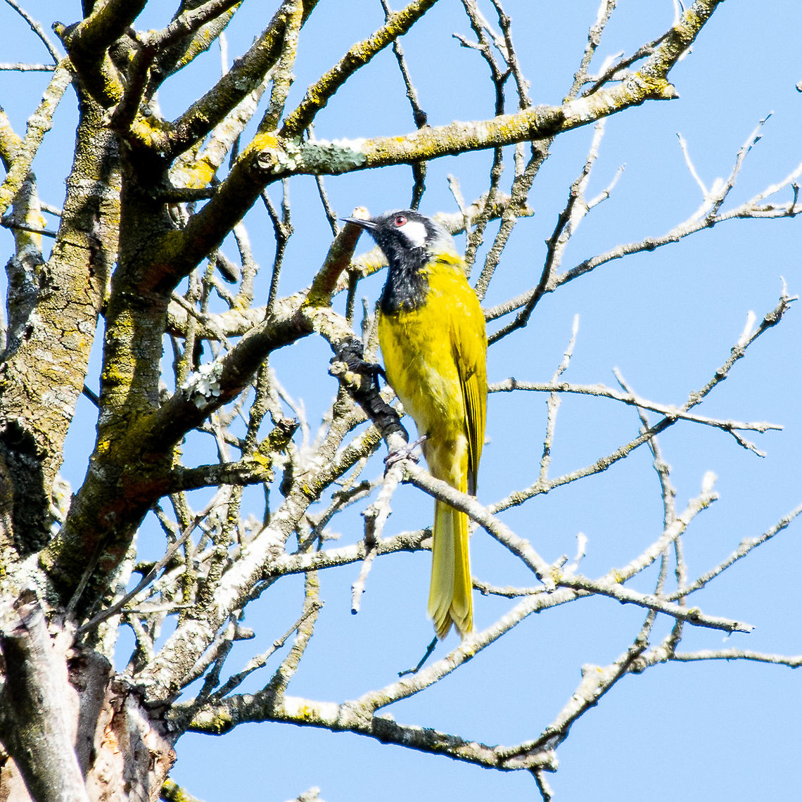White-eared Honeyeater - Lichenostomus leucotis Habitat: <br />
The White-eared Honeyeater is found mainly in dry eucalypt forests and woodlands, with a well-developed understorey. They can also be found in a range of heath, shrubland and scrub habitats, and at a variety of altitudes, from the coast to the tree line in the Southern Alps, but are rarely found in tropical zone. They are not common in agricultural areas, but will be seen in gardens, orchards and vineyards in rural areas. In Sydney they forage in mangroves.<br />
<br />
<a href="https://www.birdsinbackyards.net/species/Lichenostomus-leucotis" rel="nofollow">https://www.birdsinbackyards.net/species/Lichenostomus-leucotis</a> Australia,Fall,Geotagged,Nesoptilotis leucotis,White-eared honeyeater