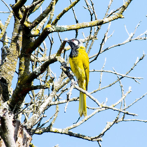 White-eared Honeyeater - Lichenostomus leucotis Habitat: 
The White-eared Honeyeater is found mainly in dry eucalypt forests and woodlands, with a well-developed understorey. They can also be found in a range of heath, shrubland and scrub habitats, and at a variety of altitudes, from the coast to the tree line in the Southern Alps, but are rarely found in tropical zone. They are not common in agricultural areas, but will be seen in gardens, orchards and vineyards in rural areas. In Sydney they forage in mangroves.

https://www.birdsinbackyards.net/species/Lichenostomus-leucotis Australia,Fall,Geotagged,Nesoptilotis leucotis,White-eared honeyeater