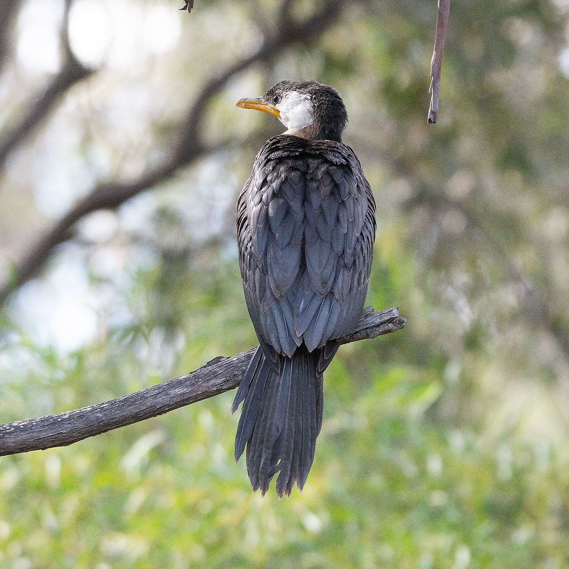 Little Pied Cormorant Showing Plumage Australia,Fall,Geotagged,Little Pied Cormorant,Microcarbo melanoleucos