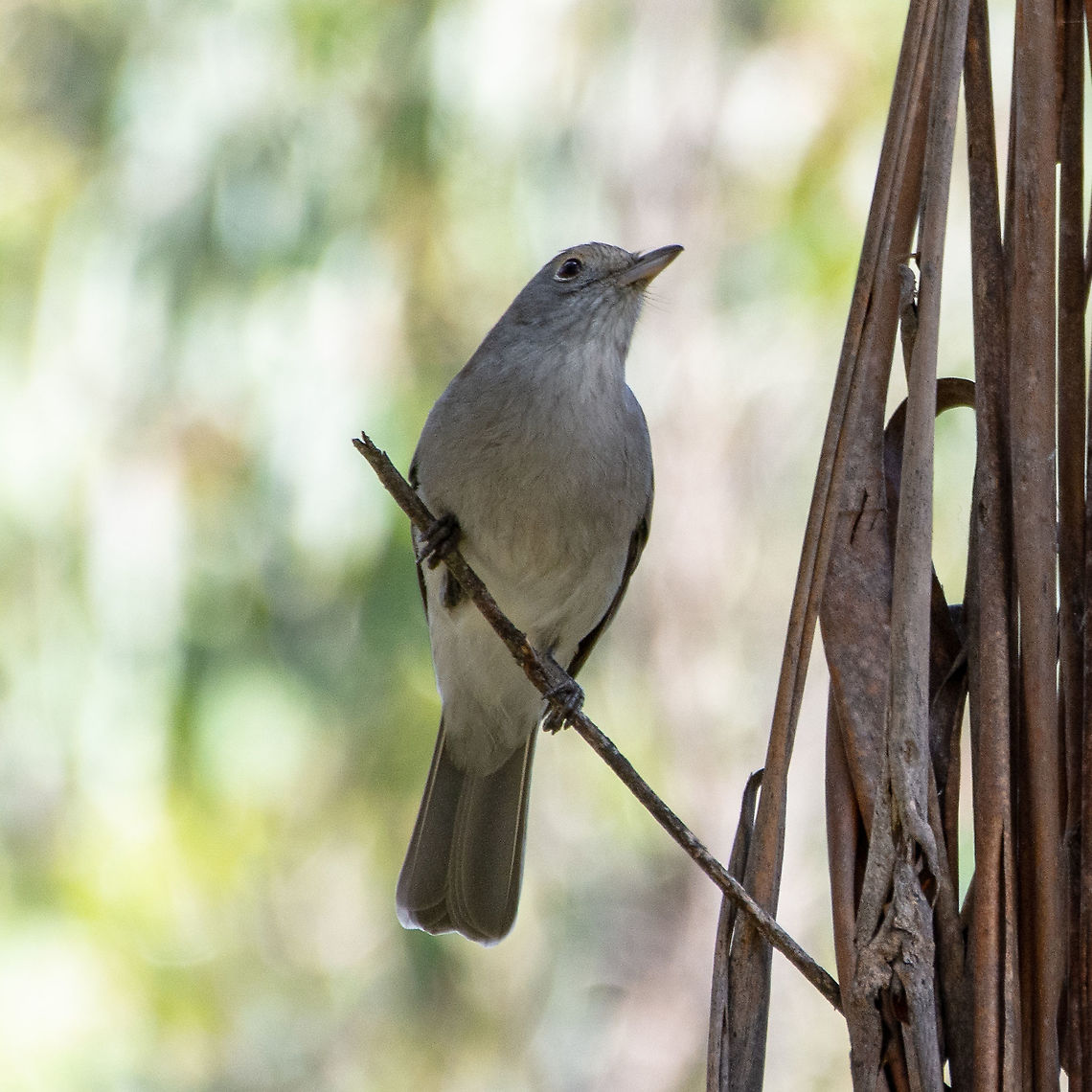 Colluricincla harmonica  Australia,Colluricincla harmonica,Fall,Geotagged,Grey shrike-thrush