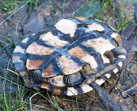 Eastern Long-necked Turtle - The other side  Australia,Chelodina longicollis,Eastern long neck turtle,Fall,Geotagged