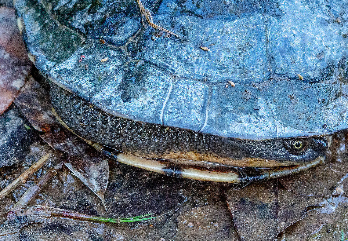 Eastern Long-necked Turtle - Pulling its head in <section class="video"><iframe width="448" height="282" src="https://www.youtube-nocookie.com/embed/DQO01M_7YEc?hd=1&autoplay=0&rel=0" frameborder="0" allowfullscreen></iframe></section> Australia,Chelodina longicollis,Eastern long neck turtle,Fall,Geotagged