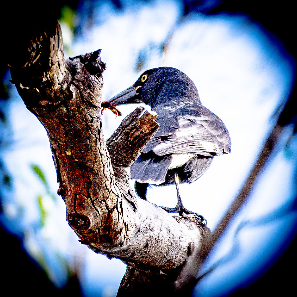 Pied Currawong - With a Snack - Strepera graculina Length : 44-51 cm<br />
Weight : 285 g<br />
<br />
The Pied Currawong is a large black and white bird.<br />
Adult male has black plumage overall, except white patches on under tail, on tips and bases of tail feathers, and also small white patch near wing tips (mainly visible in flight).<br />
Head is black. Powerful, long bill is black. Eyes are yellow. Legs and feet are blackish.<br />
<br />
<section class="video"><iframe width="448" height="282" src="https://www.youtube-nocookie.com/embed/xdQrtG9aGZE?hd=1&autoplay=0&rel=0" frameborder="0" allowfullscreen></iframe></section><br />
 Australia,Fall,Geotagged,Pied Currawong,Strepera graculina