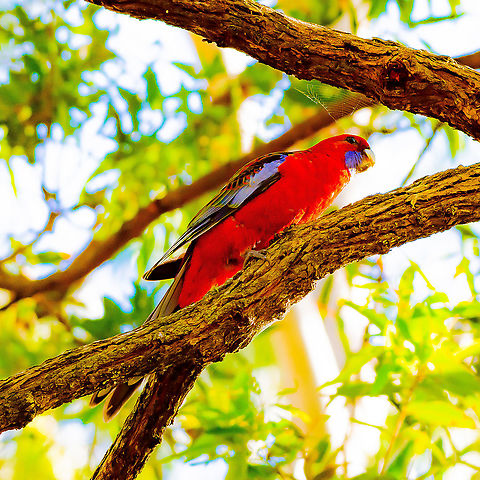 Crimson Rosella  Australia,Crimson rosella,Fall,Geotagged,Platycercus elegans