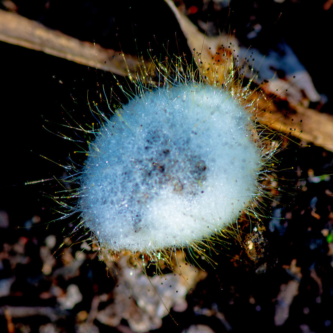 Spinellus Fusiger - bonnet mould  Australia,Bonnet mould,Fall,Geotagged,Spinellus fusiger