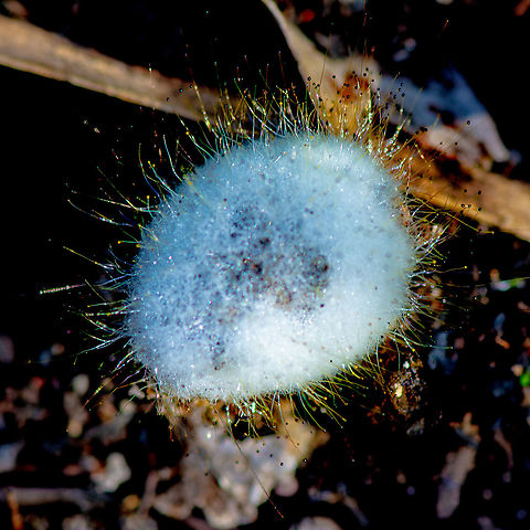 Spinellus Fusiger - bonnet mould  Australia,Bonnet mould,Fall,Geotagged,Spinellus fusiger