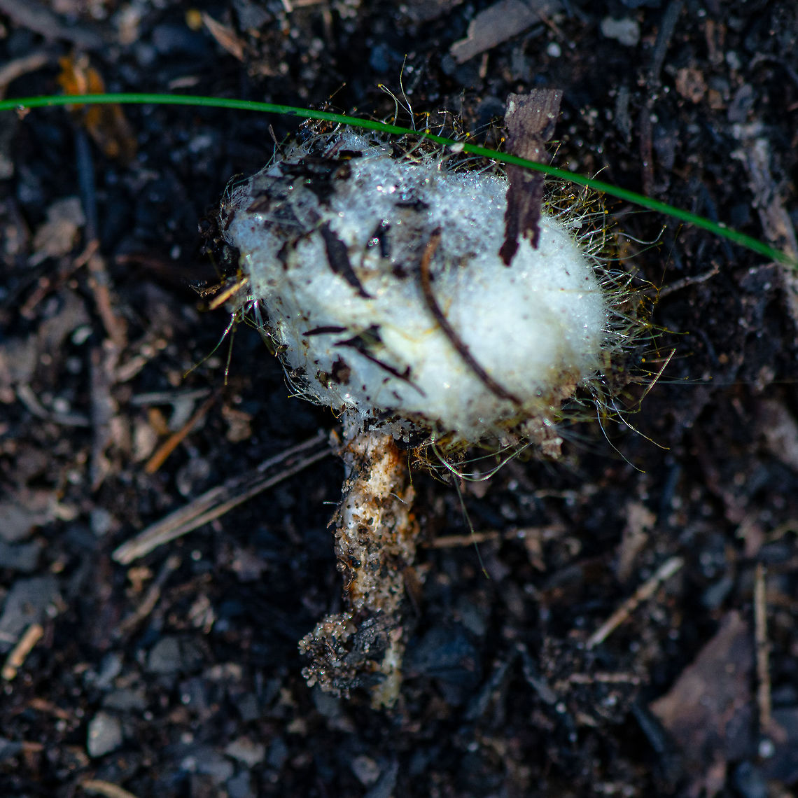 Spinellus Fusiger - bonnet mould  Australia,Bleeding fairy helmet,Bonnet mould,Fall,Geotagged,Mycena acicula,Mycena haematopus,Mycena leptocephala,Nitrous bonnet,Orange bonnet,Spinellus fusiger