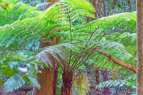 Tree Fern  Australia,Australian Tree Fern,Fall,Geotagged,Sphaeropteris cooperi
