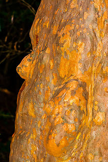 Gnarly Trunk  Angophora costata,Australia,Fall,Geotagged,Sydney red gum