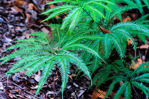 Umbrella Fern - Sticherus flagellates  Australia,Fall,Geotagged,Sticherus cunninghamii,Umbrella Fern