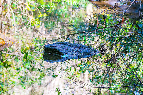 'Floating Rock' - Springwood Creek  Australia,Fall,Geotagged