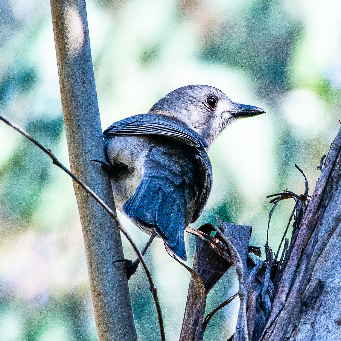 Grey shrike thrush  Australia,Colluricincla harmonica,Fall,Geotagged,Grey shrike-thrush