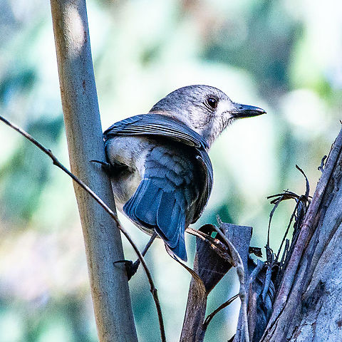 Grey shrike thrush  Australia,Colluricincla harmonica,Fall,Geotagged,Grey shrike-thrush
