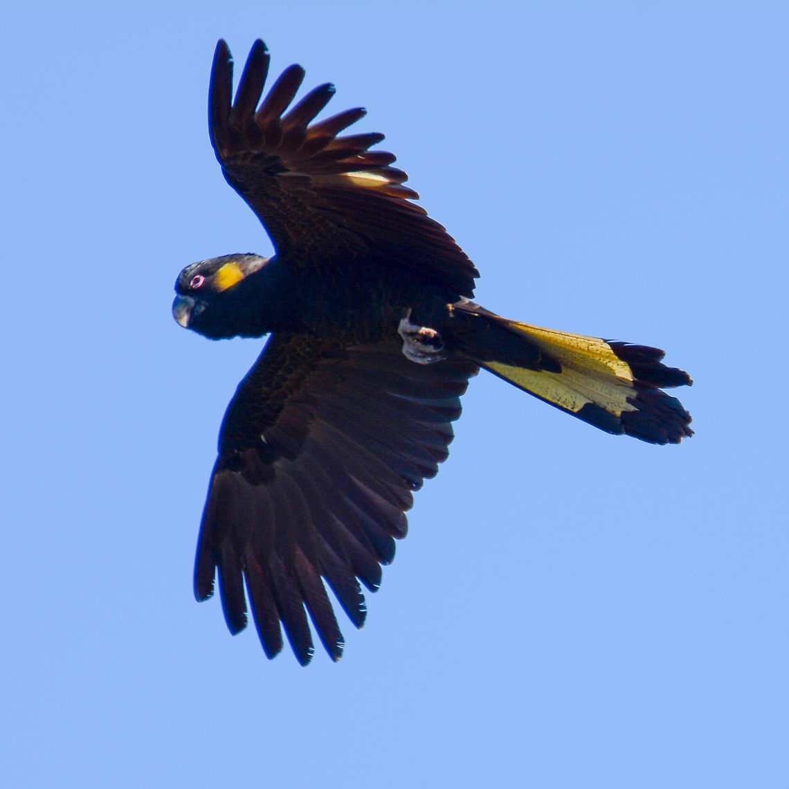 Yellow-Tailed Black Cockatoo - Zanda funerea  Australia,Calyptorhynchus funereus,Fall,Geotagged,Yellow-tailed black cockatoo,Zanda funerea