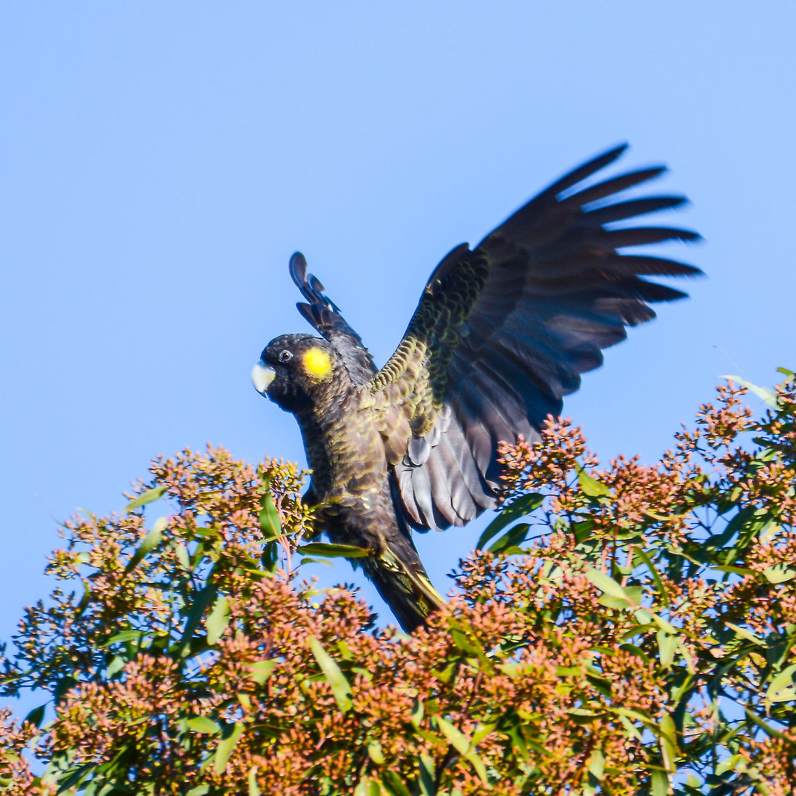 Zanda funerea - Coming to land  Australia,Fall,Geotagged,Yellow-tailed black cockatoo,Zanda funerea