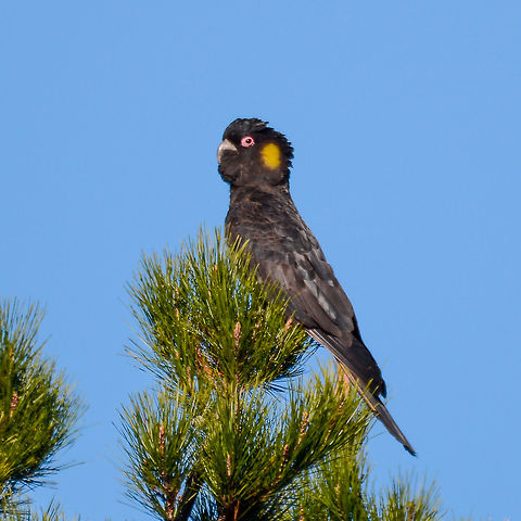 Zanda funerea - Yellow-Tailed Black Cockatoo This cockatoo seemed to be a lookout Australia,Fall,Geotagged,Yellow-tailed black cockatoo,Zanda funerea