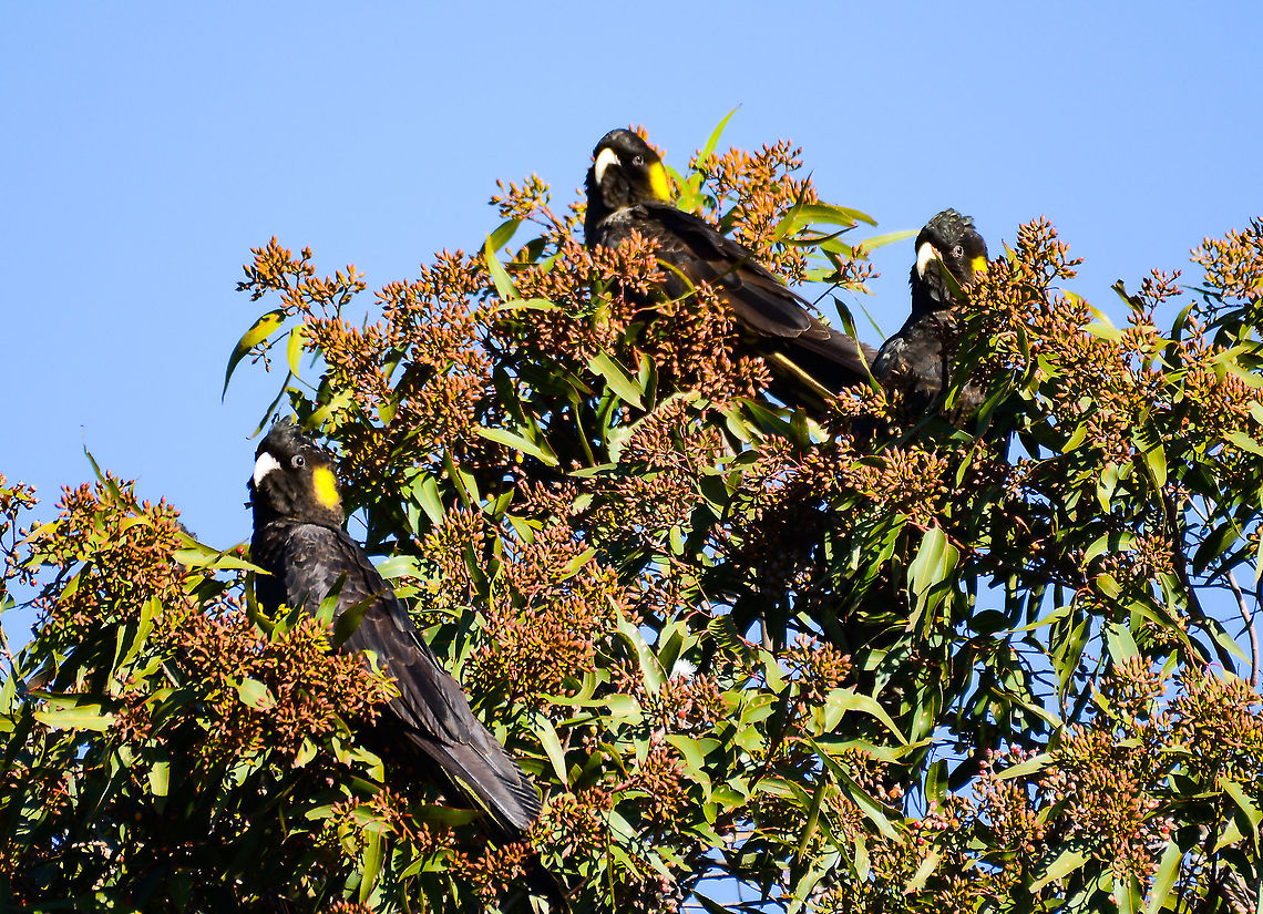 Cockathree Part of a group of twenty or more that came to rest at the end of our street Australia,Fall,Geotagged,Yellow-tailed black cockatoo,Zanda funerea